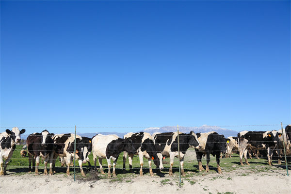 常溫純牛奶中禁止添加復(fù)原乳，集成供應(yīng)鏈怎么看？