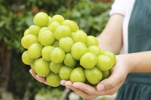 營銷管理咨詢分析：陽光玫瑰因何跌成“地板價(jià)”？